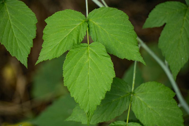 Poison Ivy Removal in Philadelphia, PA